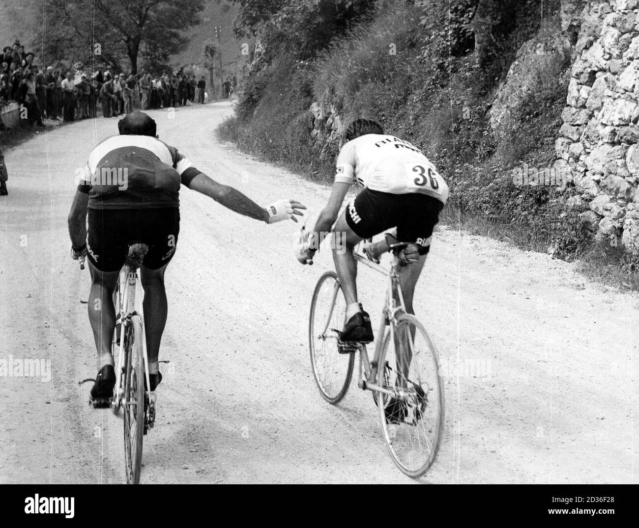 Fiorenzo Magni and Fausto Coppi on the run during the 20th stage  (Trento-San Pellegrino) of the 38th Giro d'Italia, 1955. --- Fiorenzo Magni  e Fausto Coppi in fuga durante la 20° tappa (