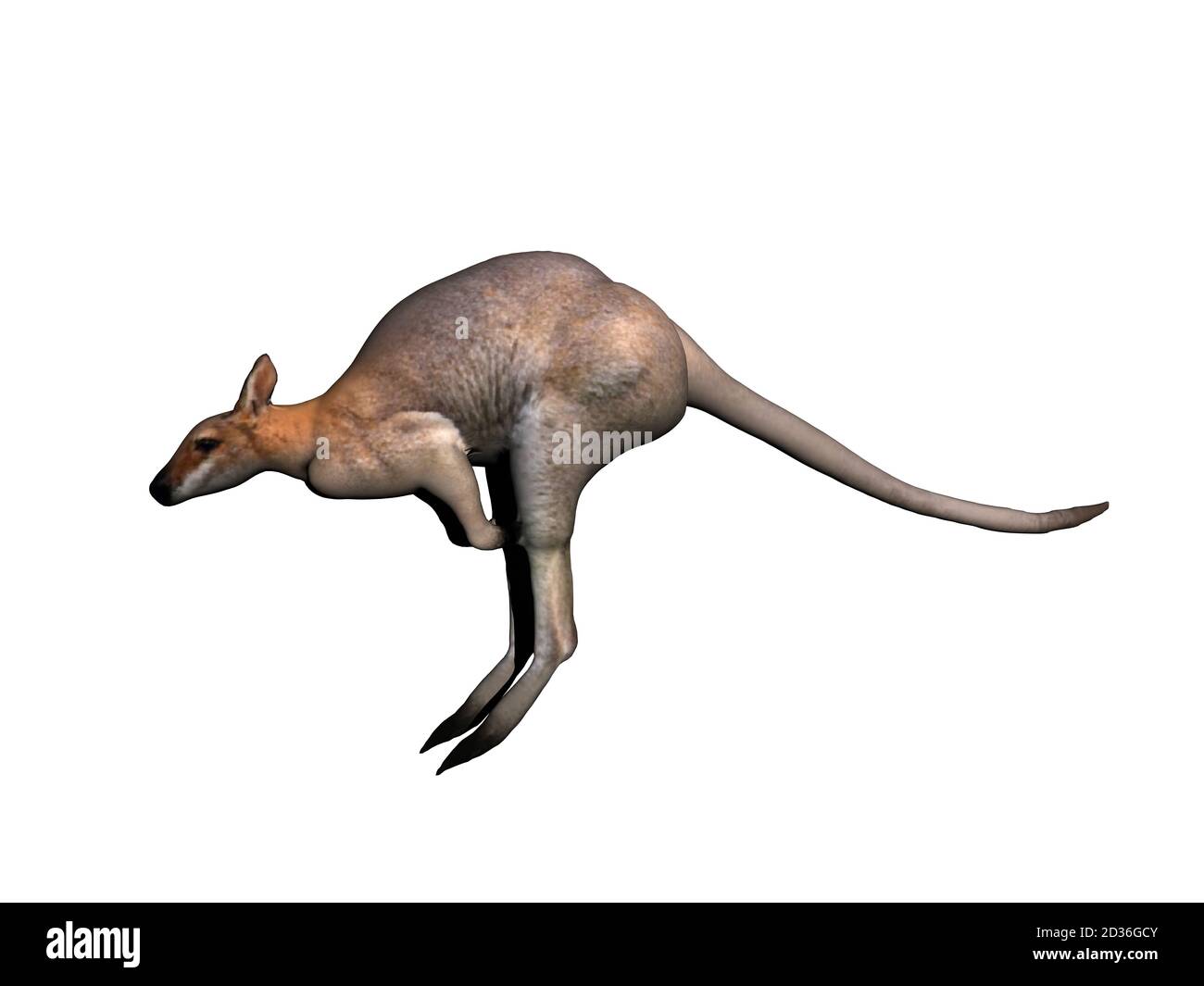 jumping kangaroo in Australia Stock Photo Alamy