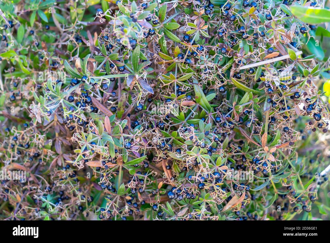 Rubia peregrina, the common wild madder, is a herbaceous perennial plant species belonging to the bedstraw and coffee family Rubiaceae. A line that oc Stock Photo