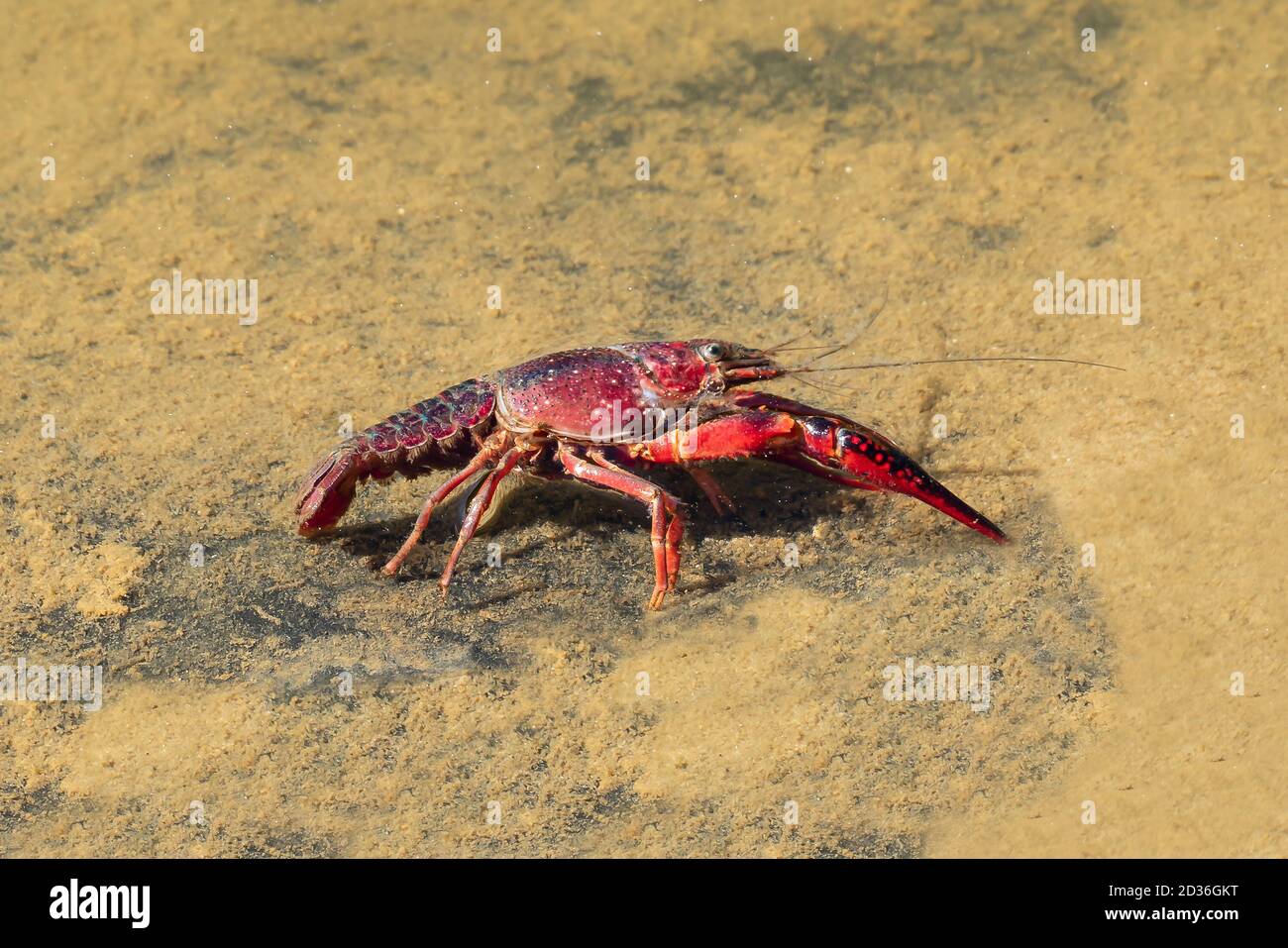 Red swamp crayfish (Procambarus clarkii) in its habitat. This is an invasive specie in Spain and is found in the Donana nature reserve Stock Photo