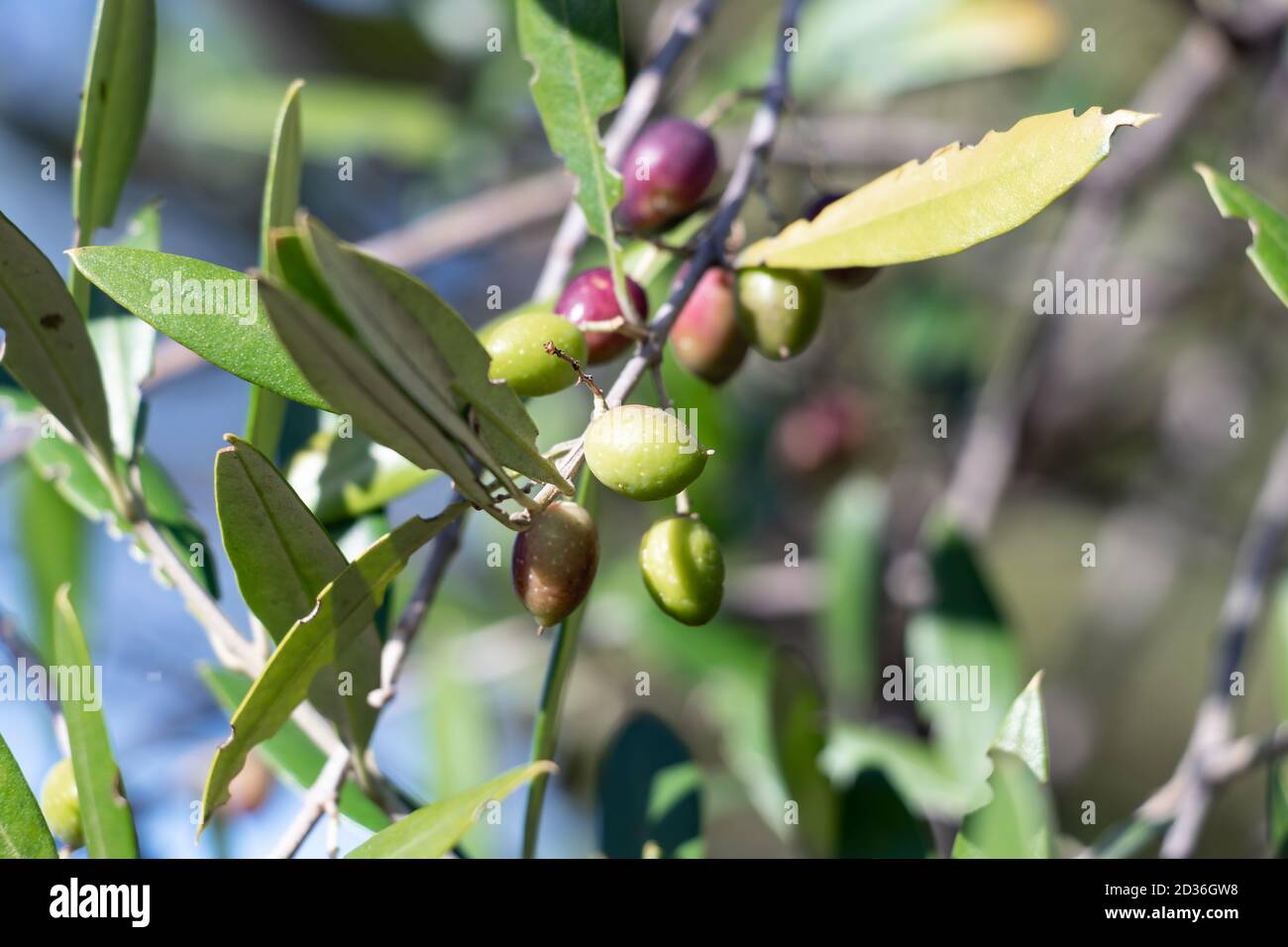 Acebuche, spanish wild olive. Its scientific name is Olea Europaea or  sylvestris, it is therefore the same species of the olive tree, but wild  Stock Photo - Alamy