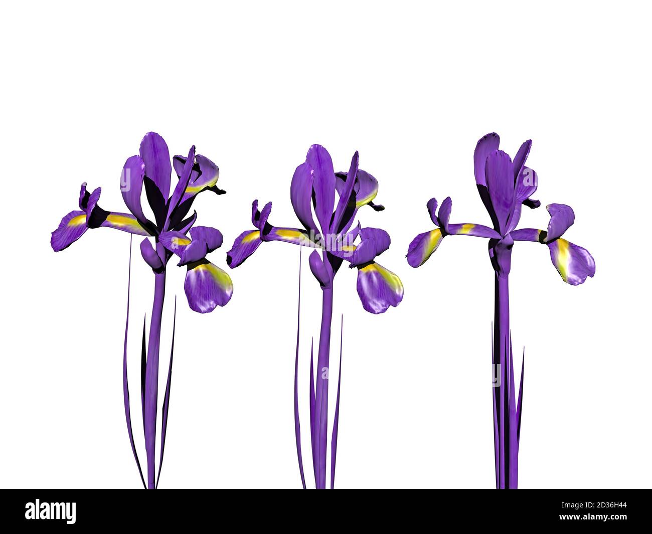purple lilies with stem and flower Stock Photo - Alamy