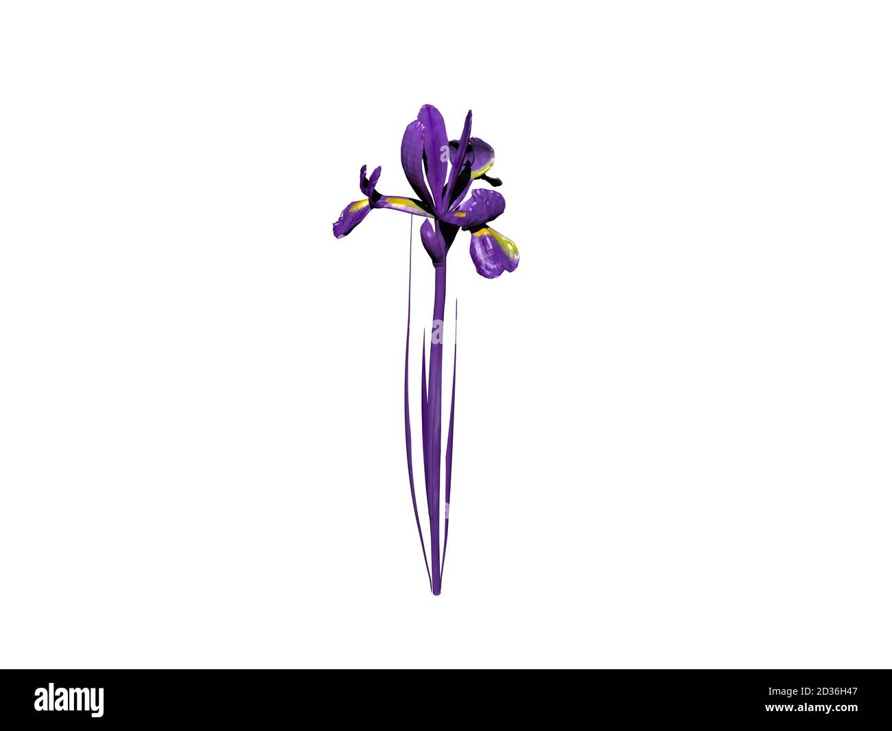 purple lilies with stem and flower Stock Photo - Alamy