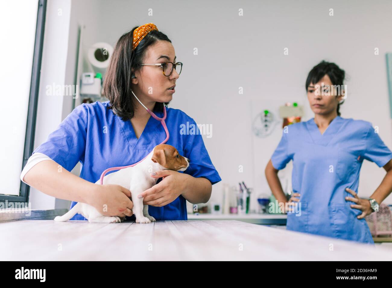 Veterinary with a dog for a review in the clinic Stock Photo Alamy