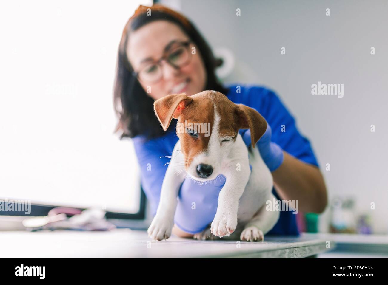Veterinary with a dog for a review in the clinic Stock Photo Alamy