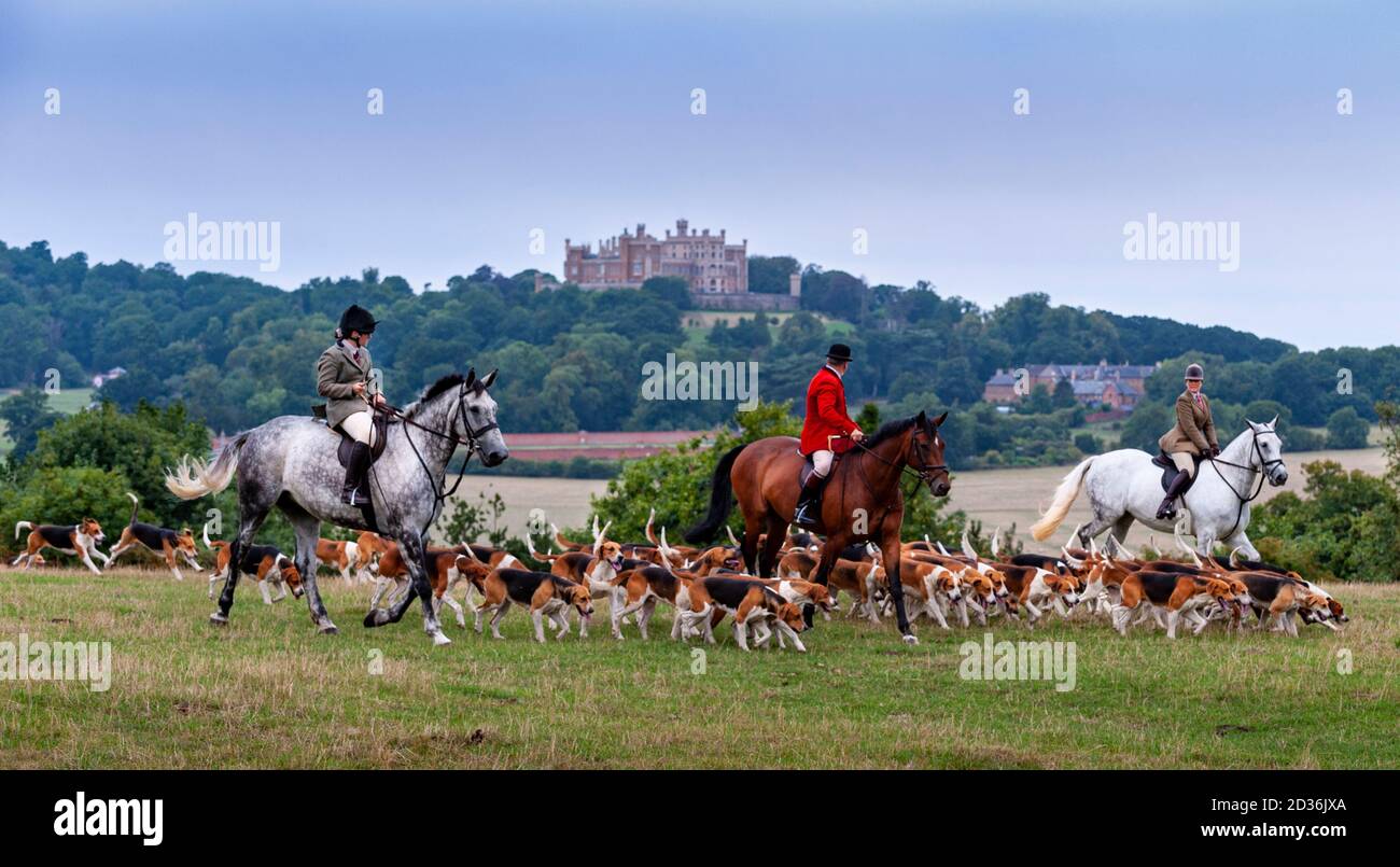 Belvoir, Grantham, Lincolnshire - The Belvoir Hounds, a foxhound pack, out for early morning hound exercise, Belvoir Castle in the background Stock Photo