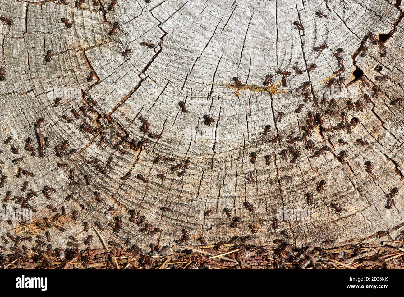Red wood ants (Formica rufa) on cross-section of tree trunk; Denmark Stock Photo