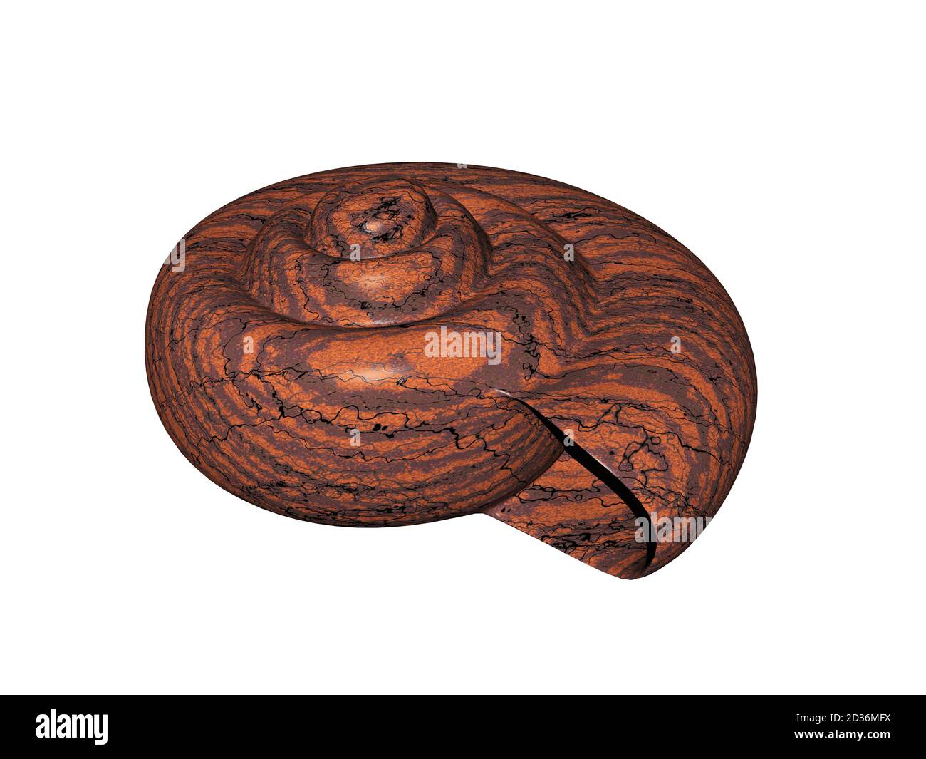 Snail house of a snail Stock Photo Alamy