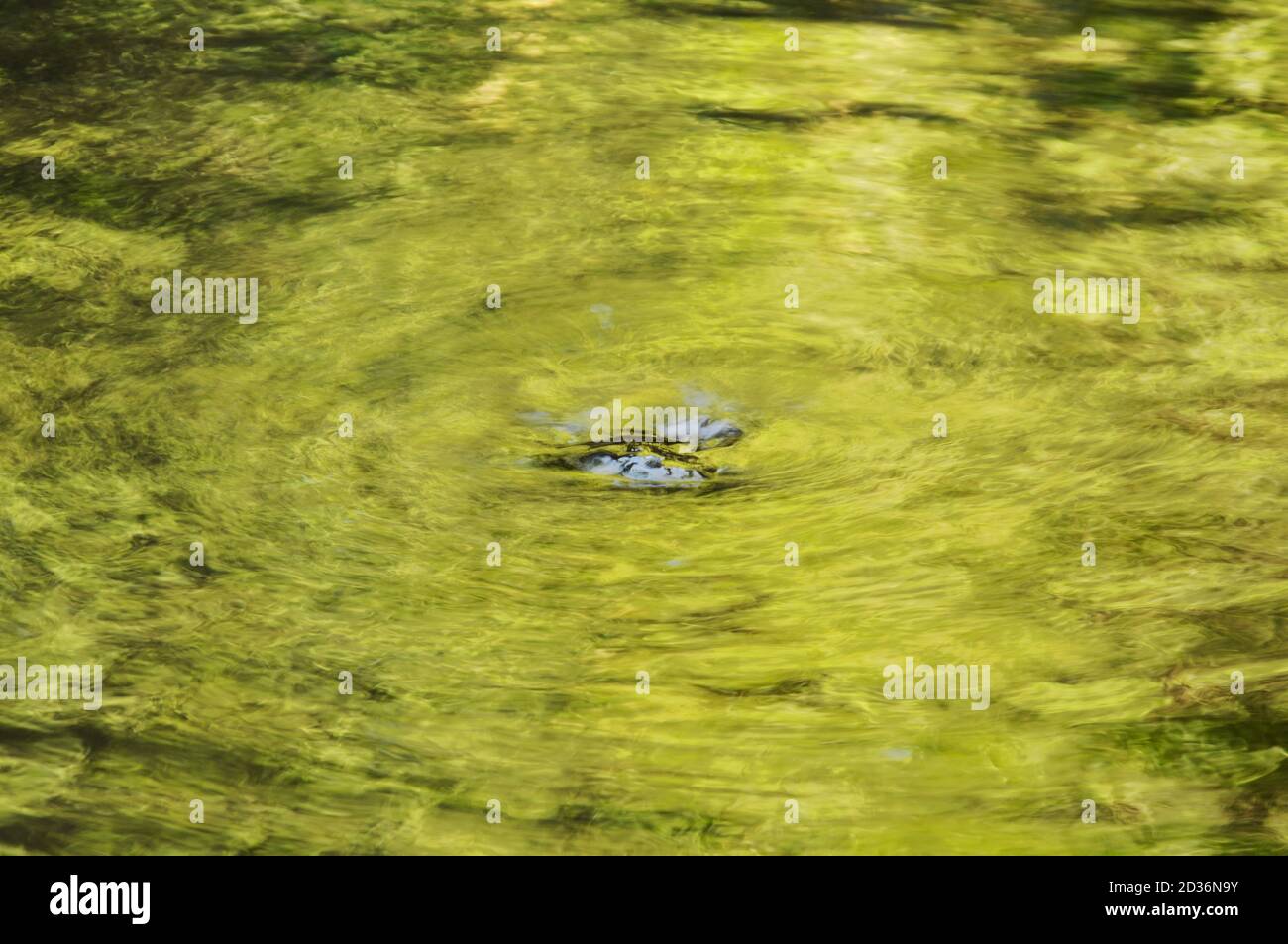 water run through river hit rock make rippled in forest Stock Photo - Alamy