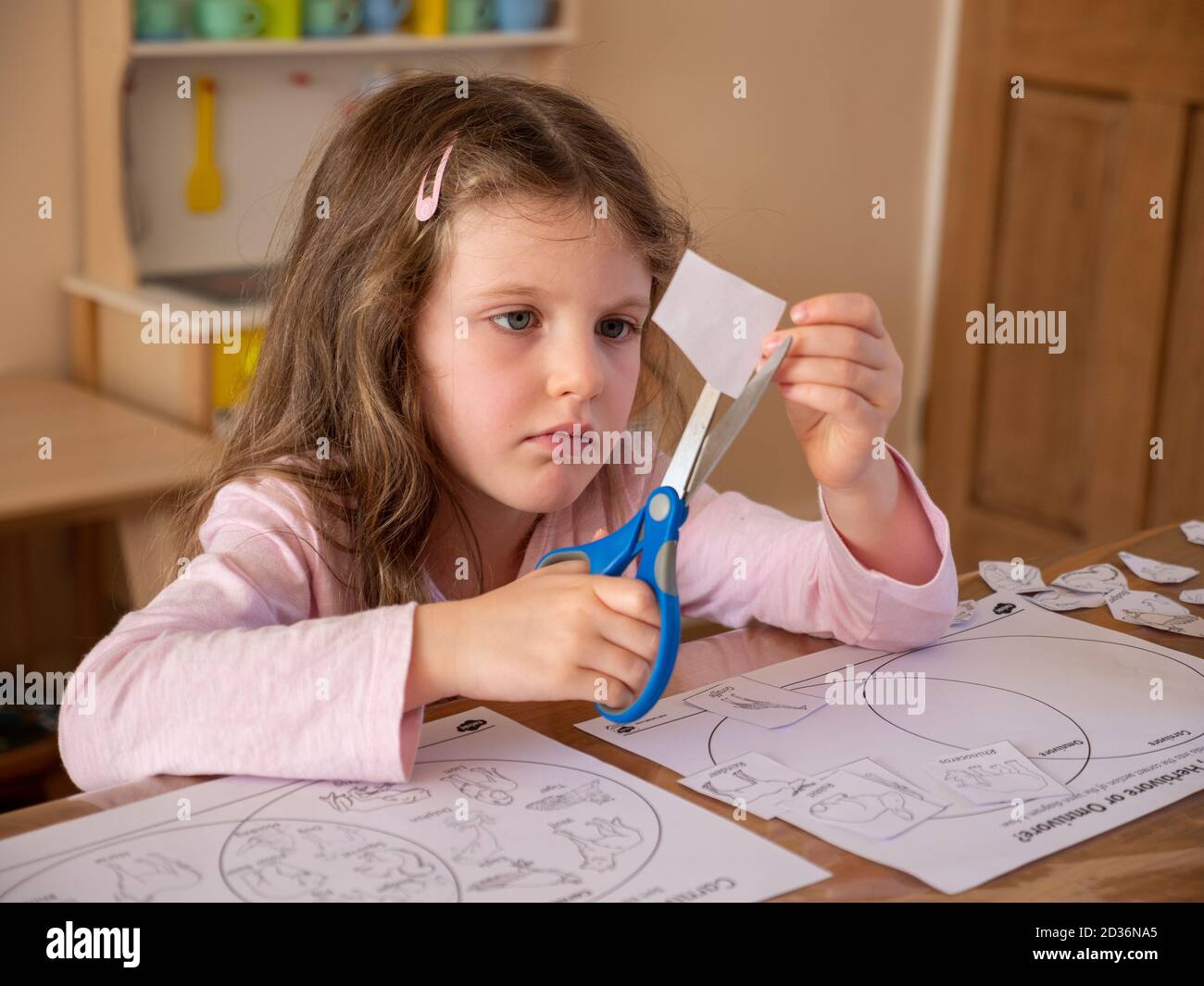 Young six year old girl using scissors to cut pictures on paper for her school homework at home, UK Stock Photo