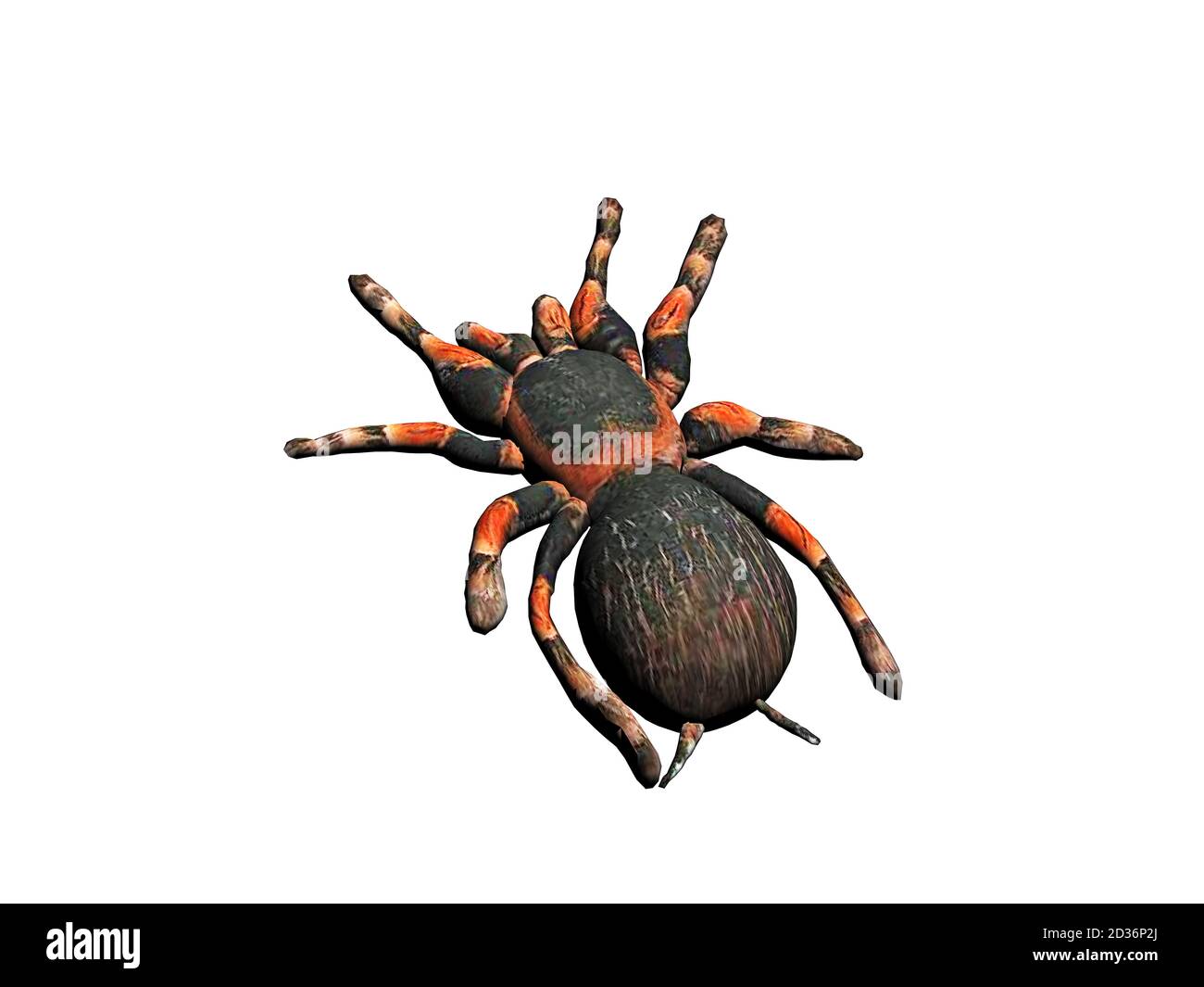 Fat Rounds Spider Fat spider hi-res stock photography and images - Alamy