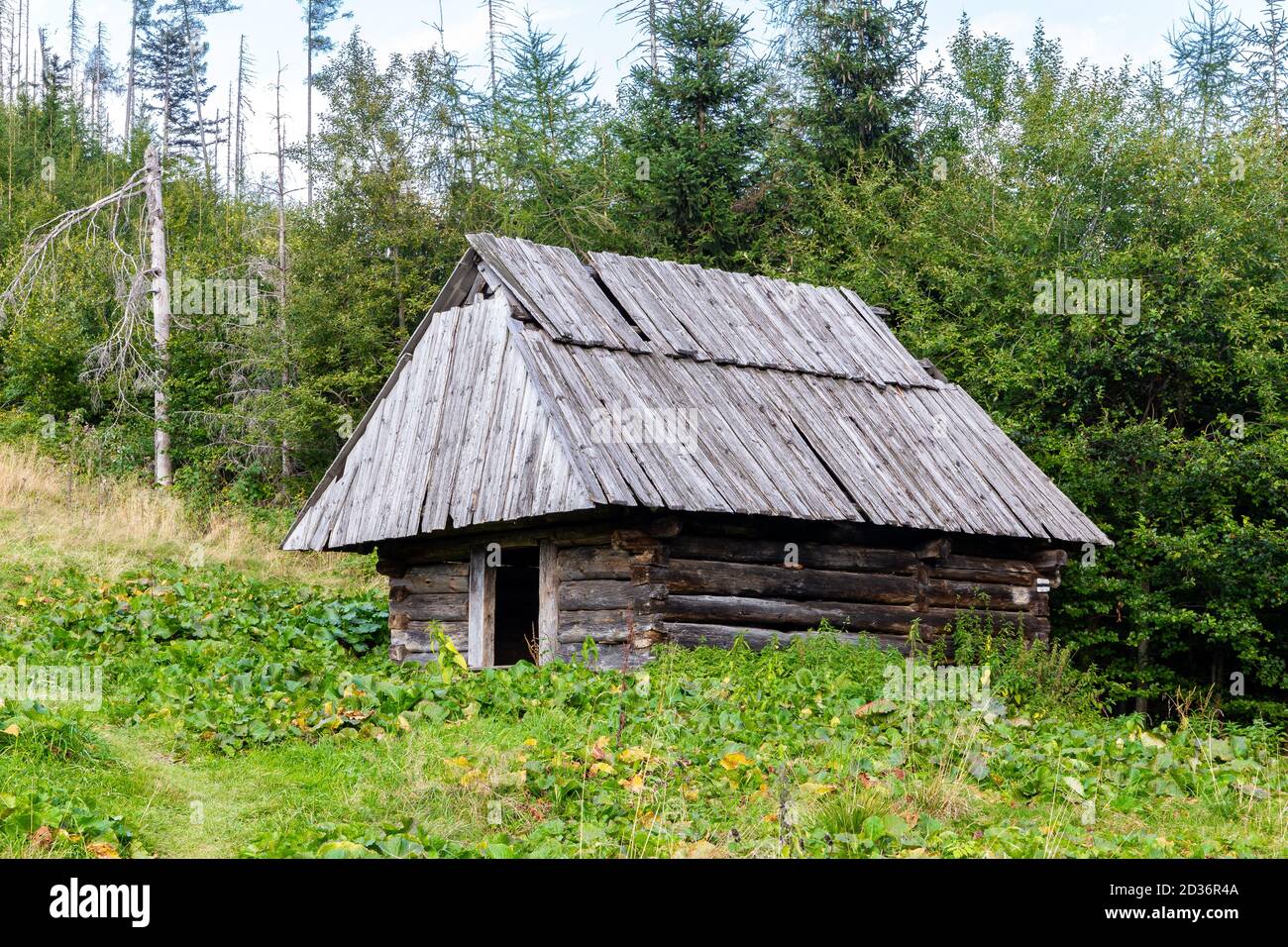 Traditional Polish highlander style wooden shepherd hut on a clearing, among pine trees in Koscieliska Valley in Tatra Mountains, Poland Stock Photo