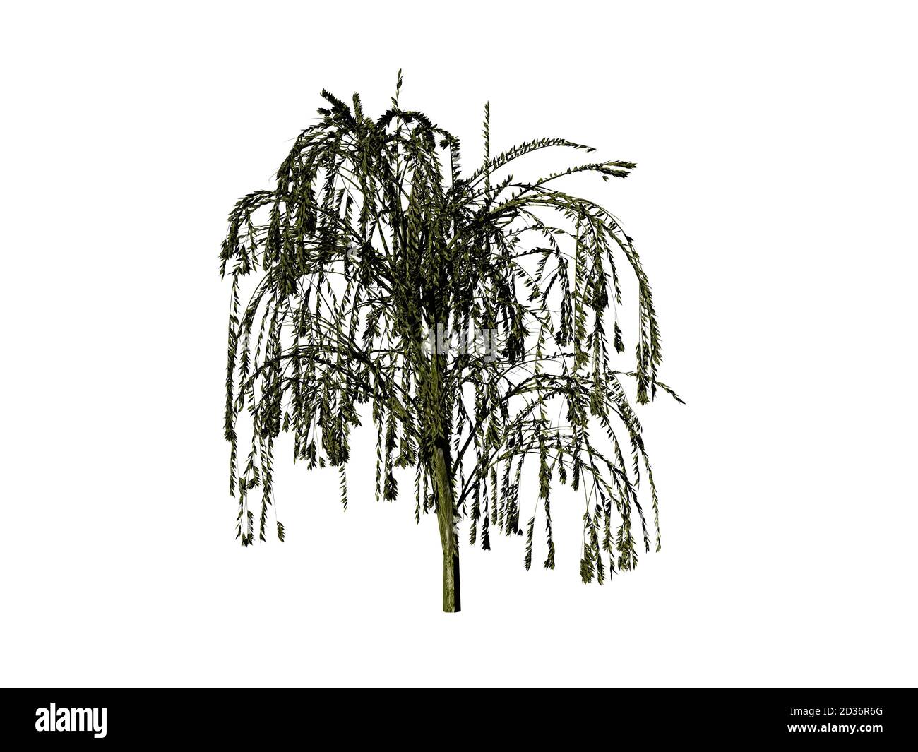 Weeping willow with hanging branches Stock Photo Alamy