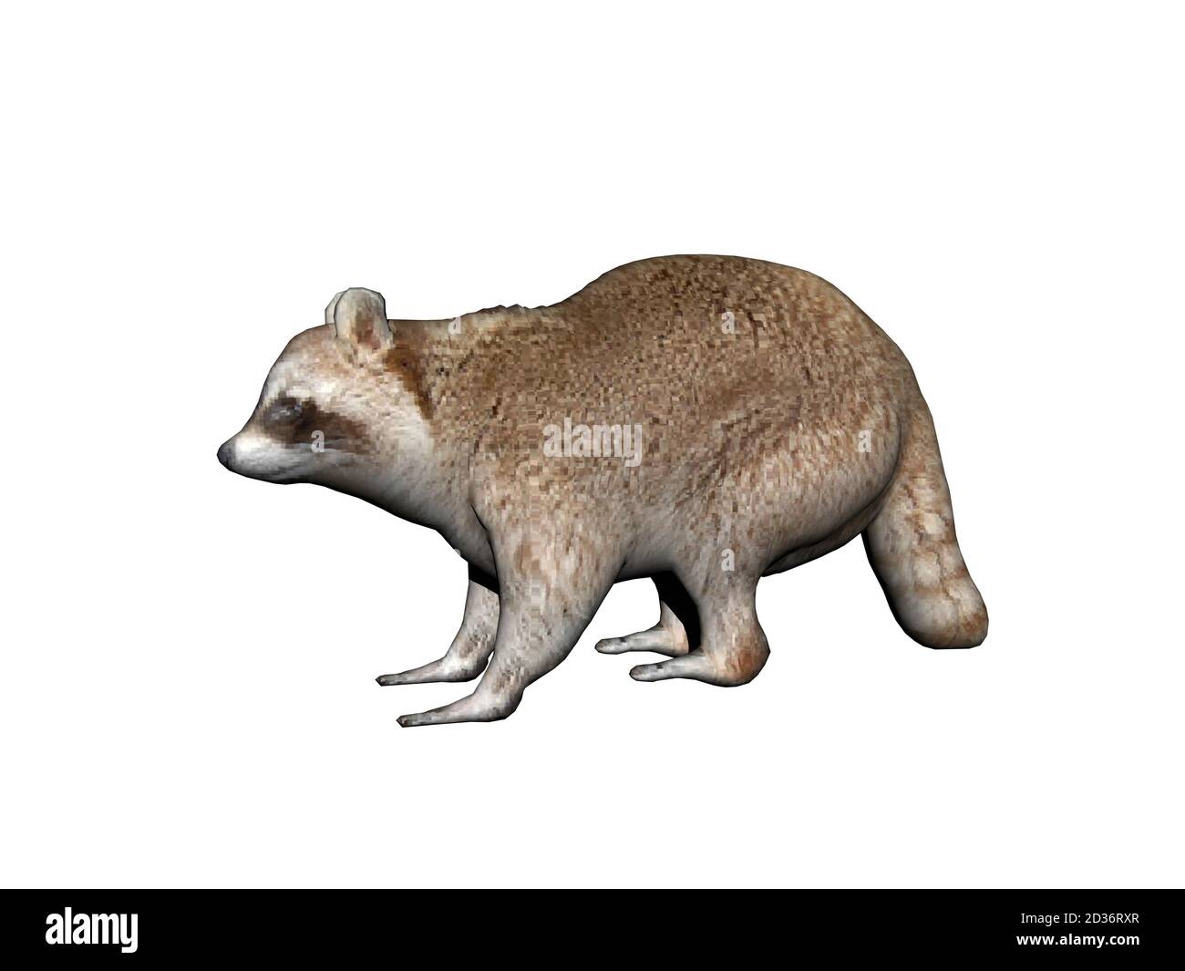 smart raccoon with brown fur runs around Stock Photo