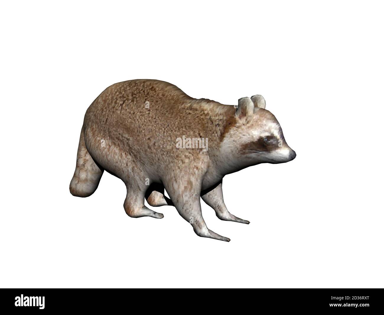 smart raccoon with brown fur runs around Stock Photo - Alamy