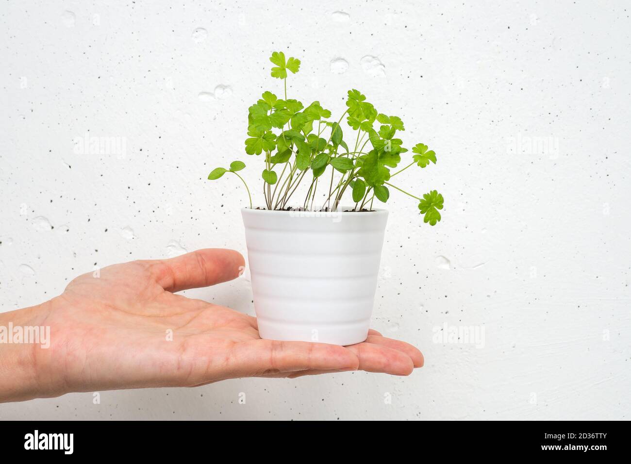 White little pot with parsley sprouts on plam on white concrete wall background. Stock Photo