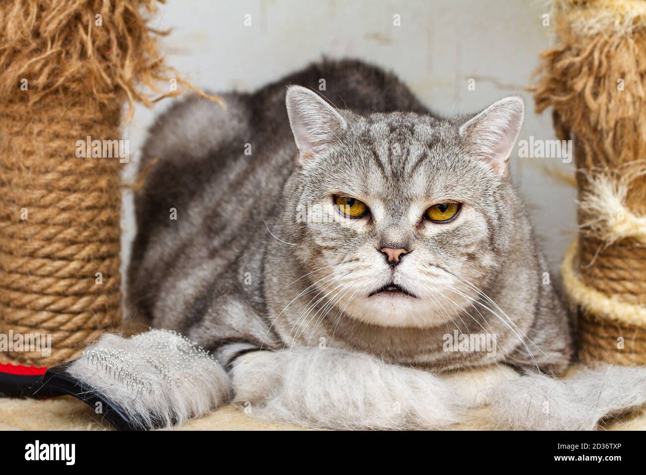 Slicker brush, animal hair and striped gray british cat looking at camera. Selective focus Stock Photo