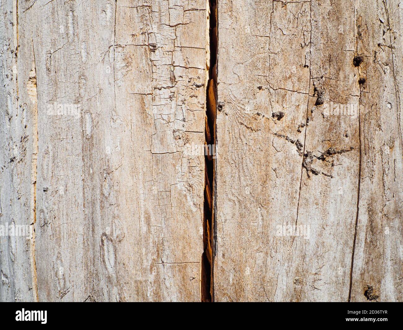 Close-up of tree trunk without bark with crack, natural brown background Stock Photo