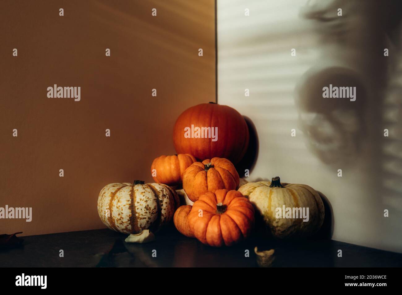 Thanksgiving autumn scene pumpkins hi-res stock photography and images ...