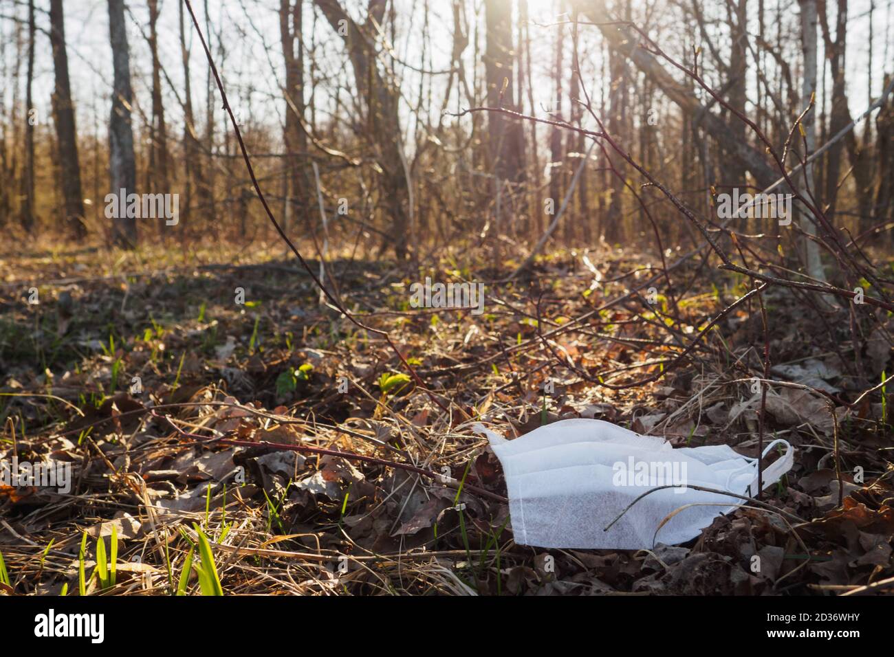 White disposable medical mask lies on old dry leaves, thrown away like garbage in spring forest. Selective focus Stock Photo