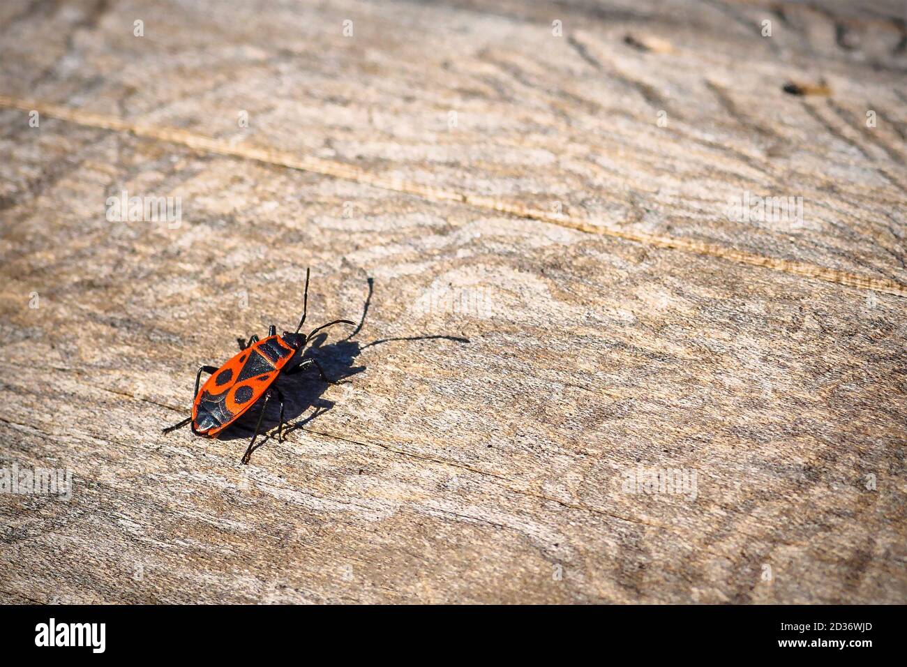 Back view of firebug, Pyrrhocoris apterus on wood trunk. Copy space, selective focus. Stock Photo