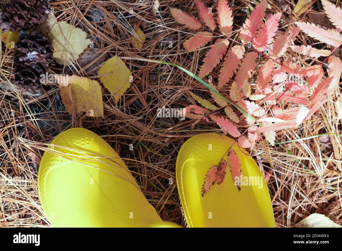 cropped view of girl's legs in yellow rain boots. girl standing on a