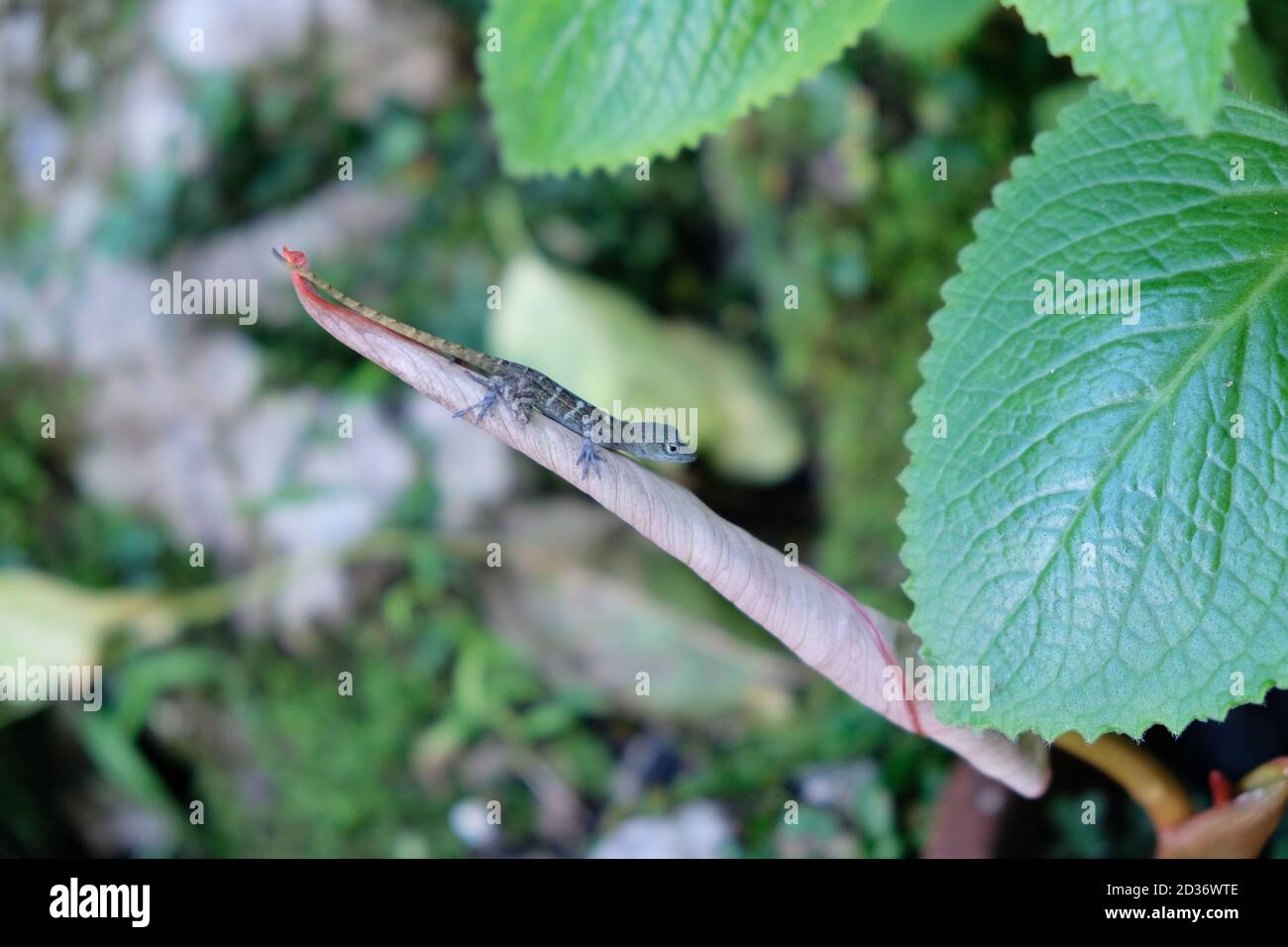 Closeup of a gecko sitting on a leave in the forrest in nature Stock Photo