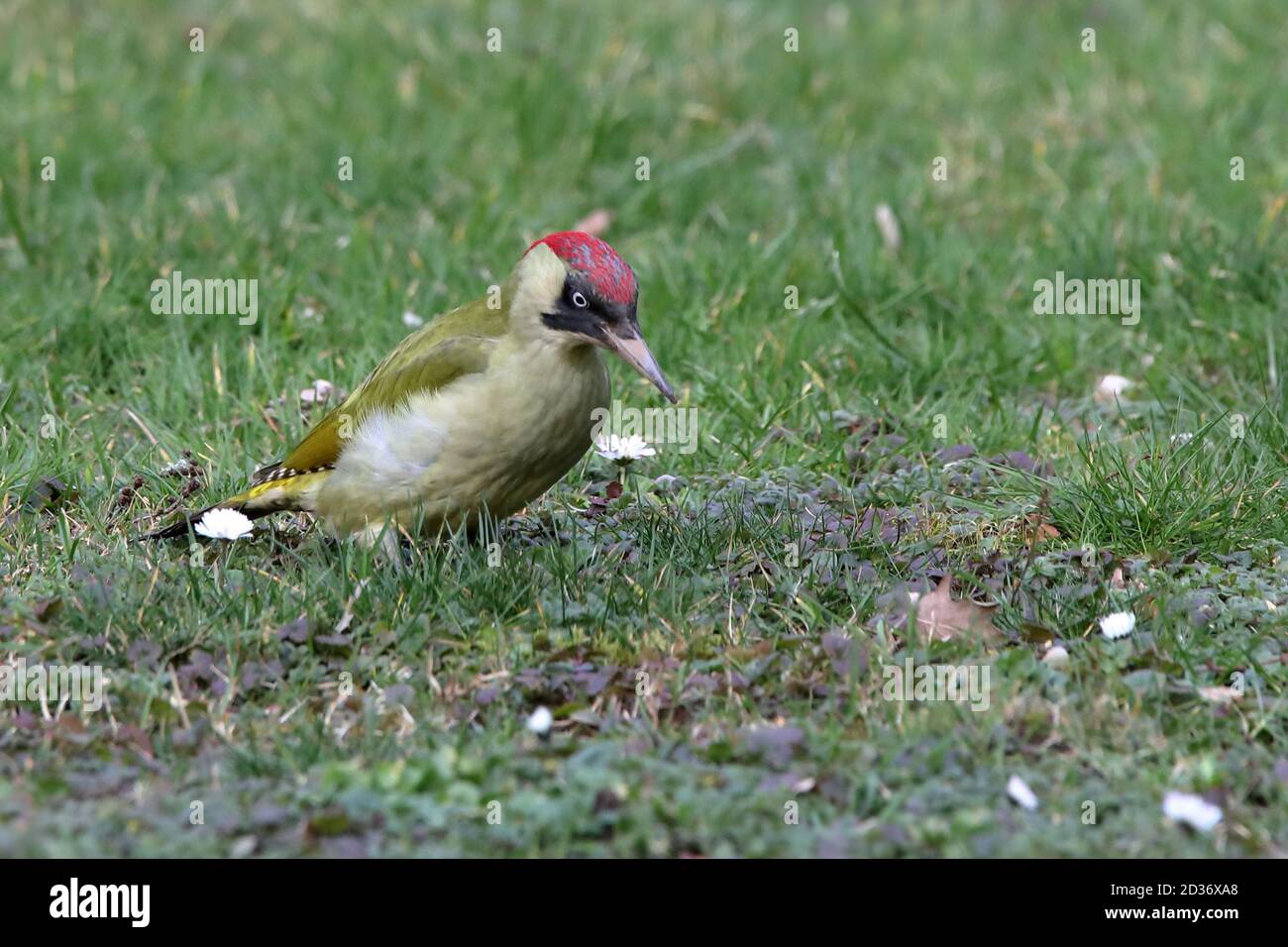 European Green Woodpecker Stock Photo