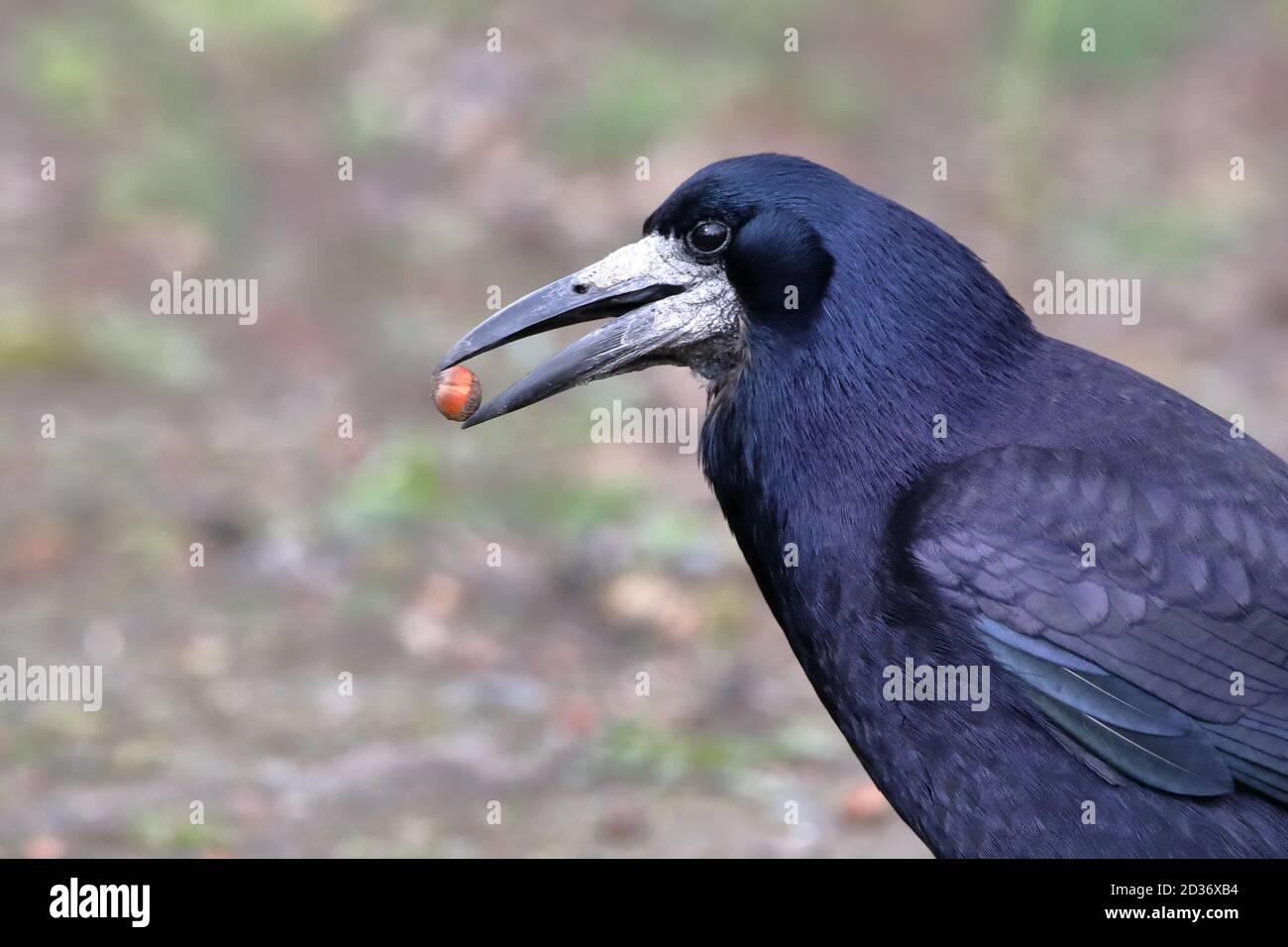 Rook with a nut Stock Photo