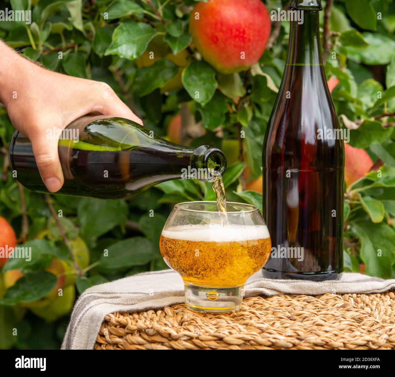 Pouring of brut apple cider from Normandy in glass, France and green