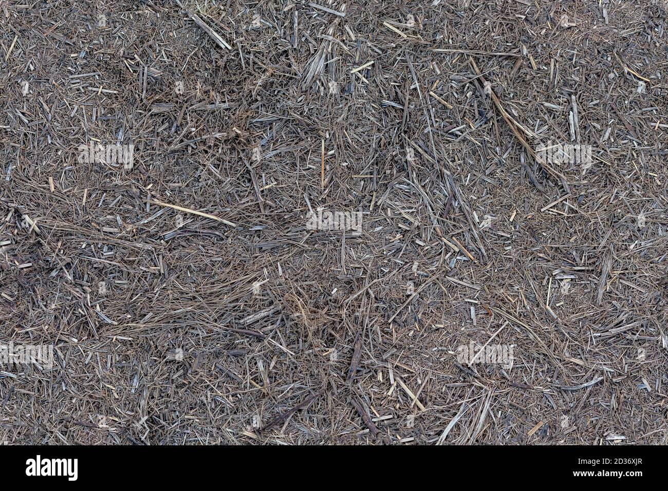 seamless texture and background of dry gray dead shredded grass or