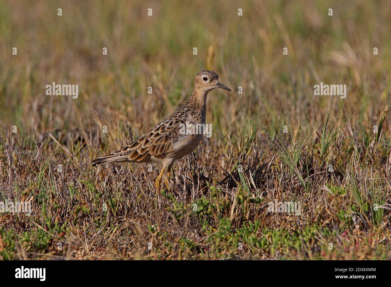 Buff-breasted Sandpiper (Tryngites subruficollis) adult standing on Pampas grassland  Buenos Aires Province, Argentina          January Stock Photo