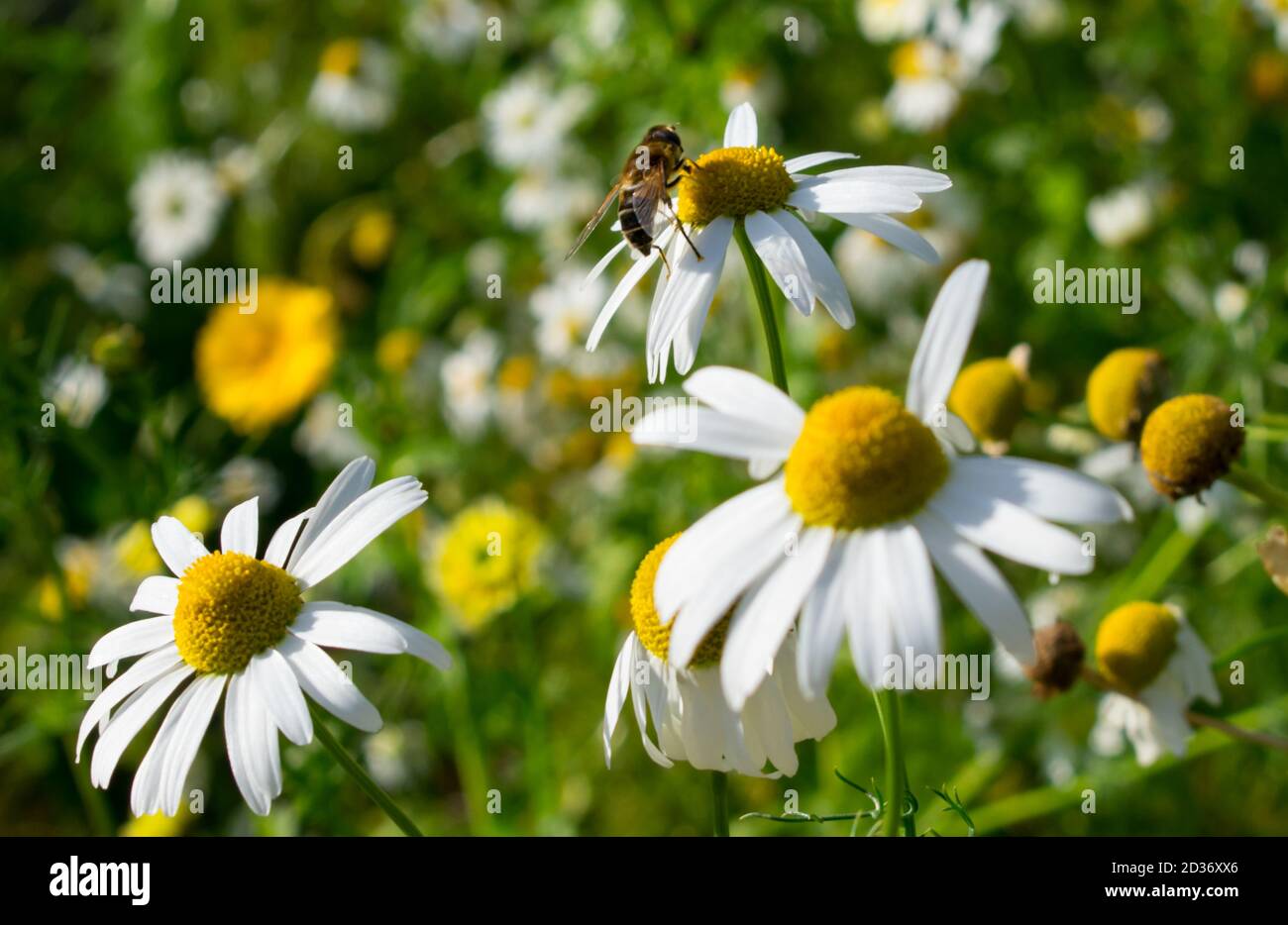 Bumble Bees In A Field of White and Yellow Flowers Stock Photo
