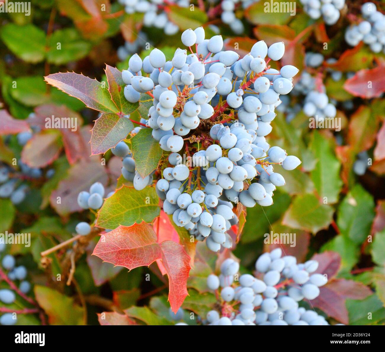 Blue Mahonia berries (La. Mahonia aquifolium) or Oregon grapes in autumn garden Stock Photo