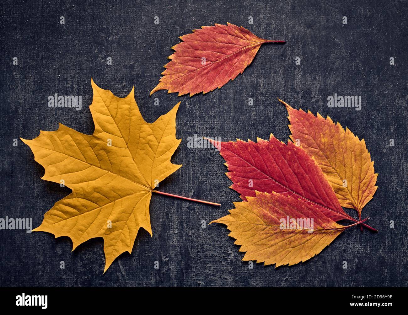 Stylized red maple leaf hi-res stock photography and images - Alamy