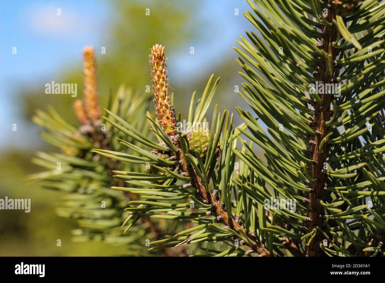 Selective focus closeup a young green pine branch in the coniferous ...
