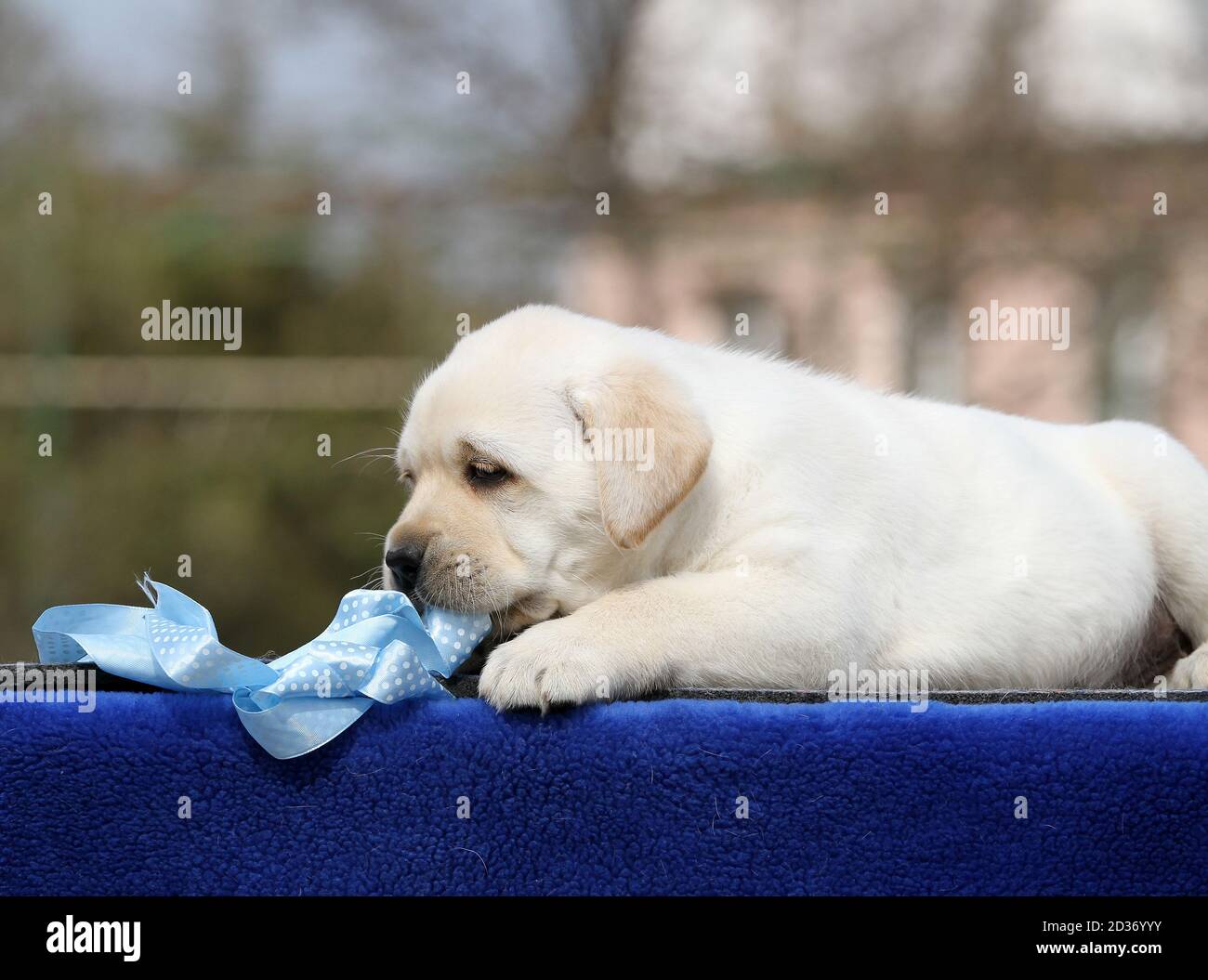 a yellow labrador puppy on the blue background Stock Photo - Alamy