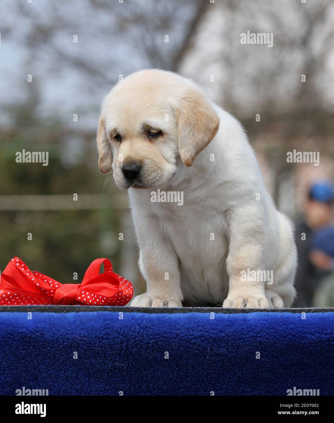 the yellow labrador puppy on the blue background Stock Photo - Alamy