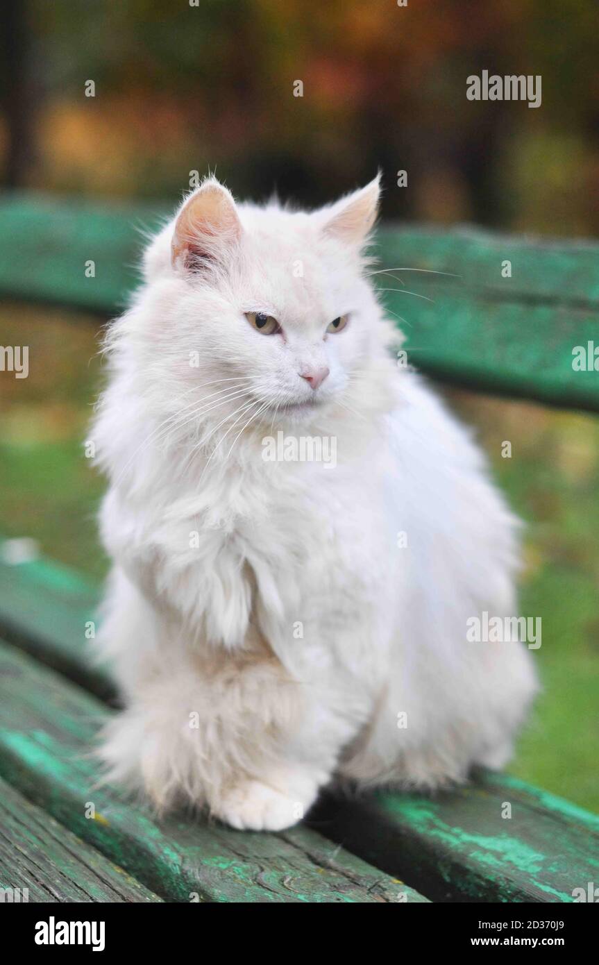 The cat sits on a bench in the autumn Stock Photo - Alamy