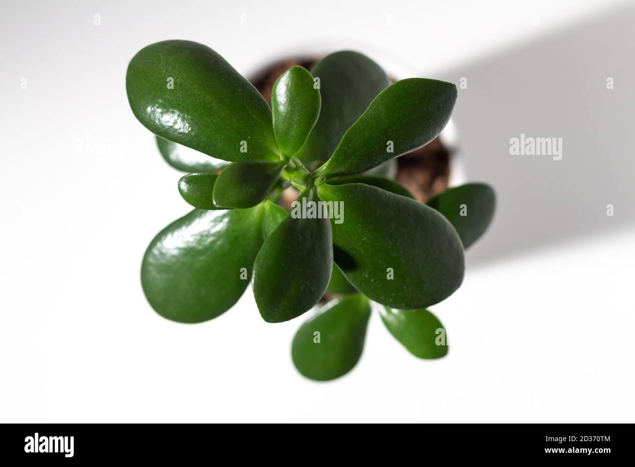 Jade plant houseplant hires stock photography and images Alamy