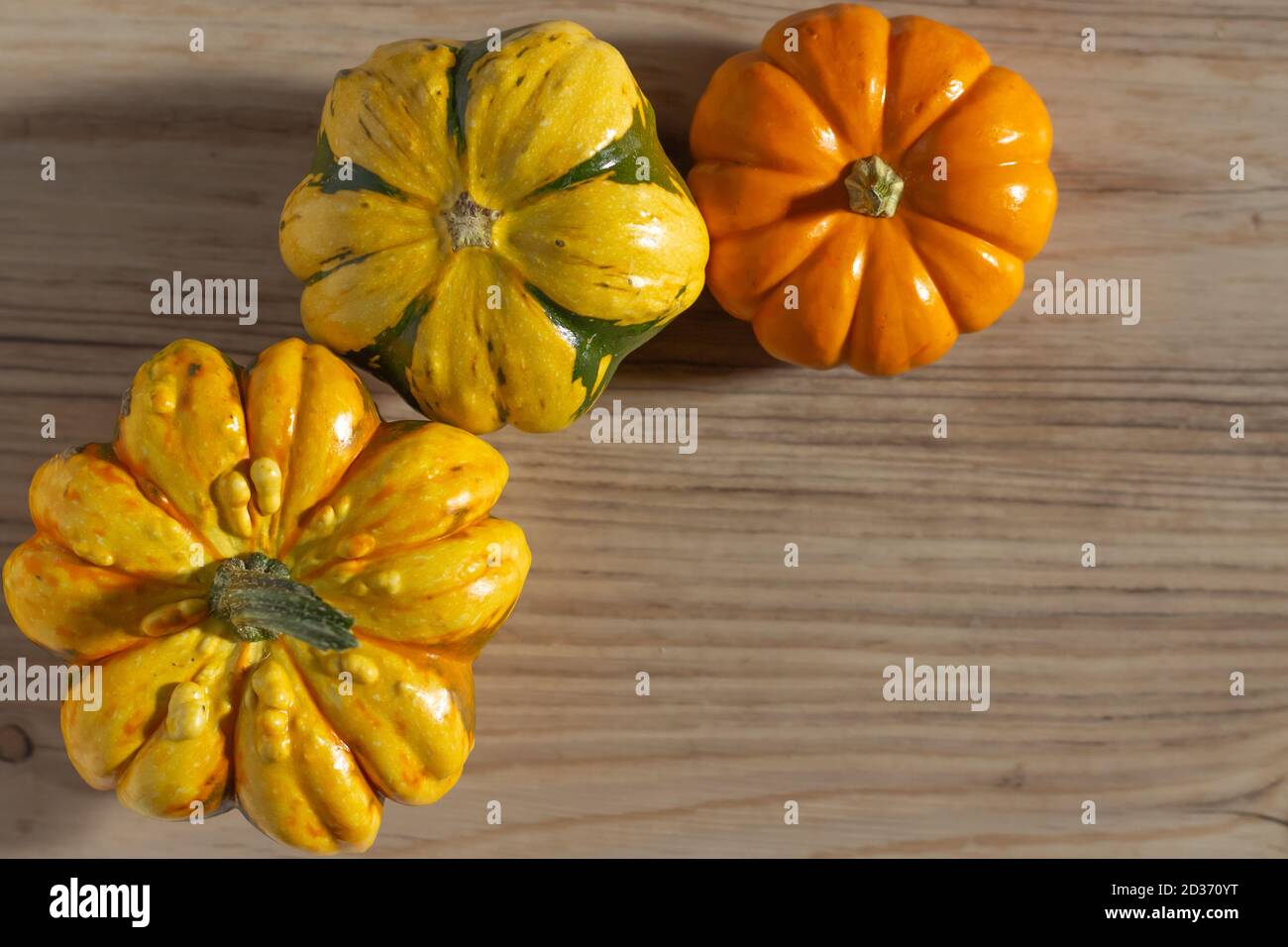 Gourds fall decor, fall colours Stock Photo