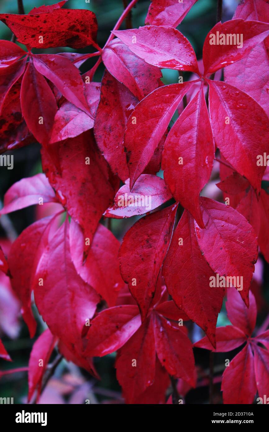 The dark red fall color leaves of Parthenocissus quinquefolia, Virgina Creeper, after a heavy rain fall. Deep red nature background, selective focus. Stock Photo