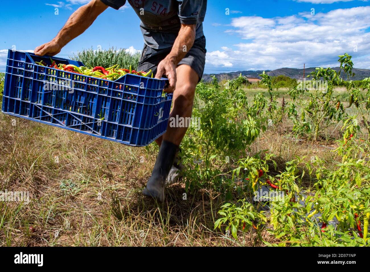 Picking chilli peppers, a spicy variety of bell pepper. Stock Photo