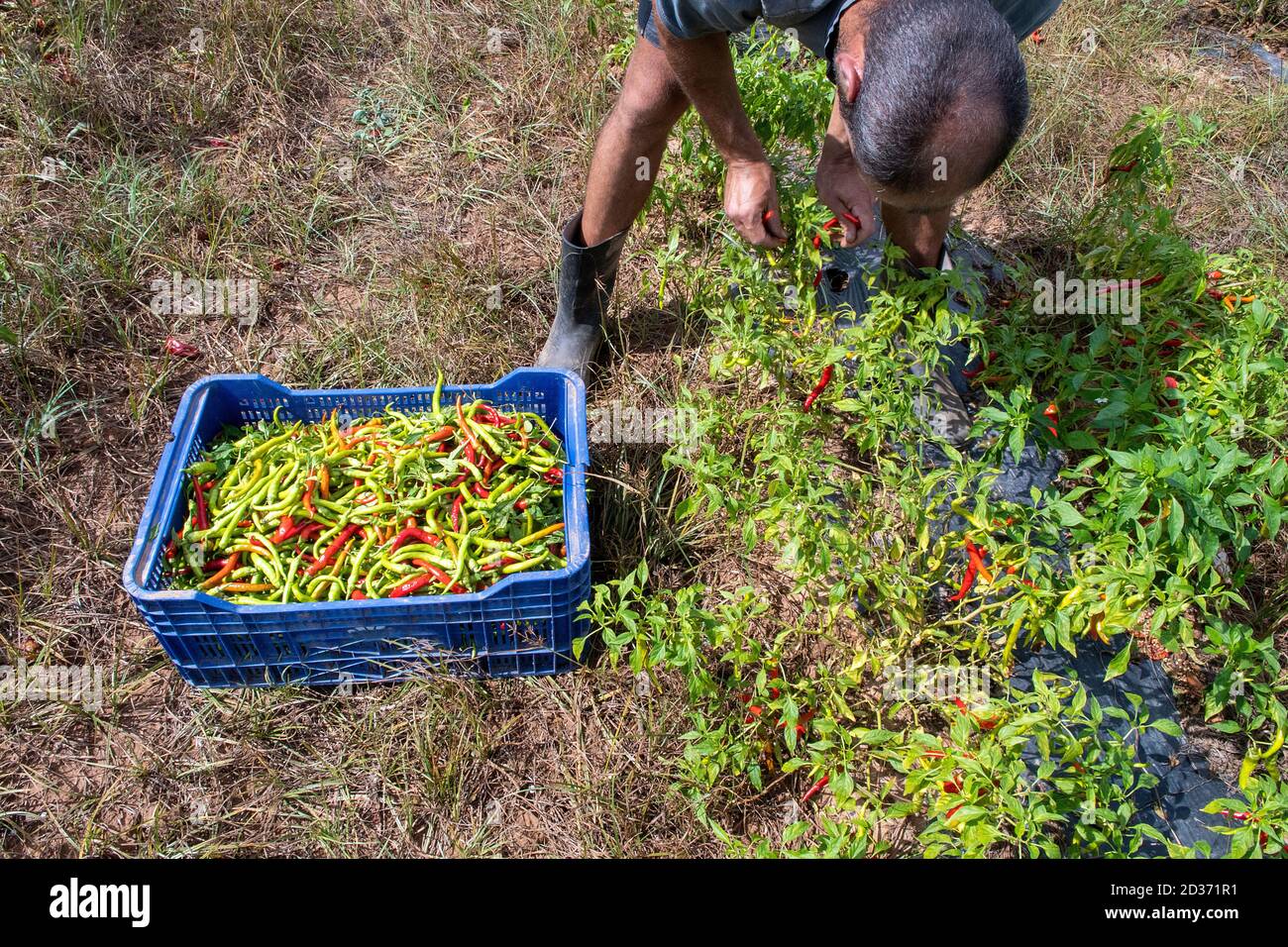 A man harvesting chilly peppers Stock Photo