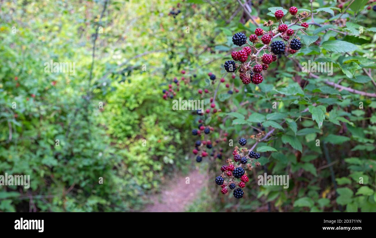 A blackberry plant with ripe fruits. Stock Photo
