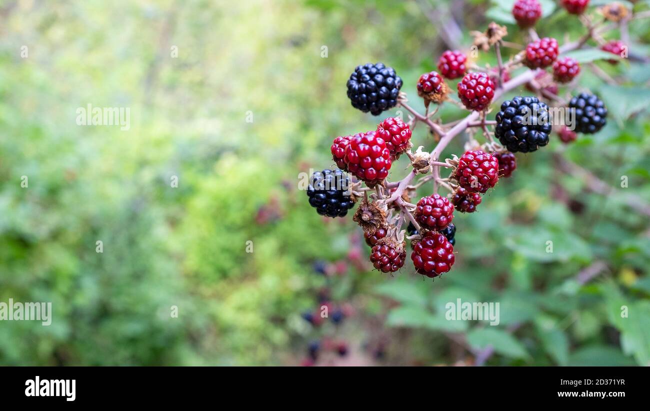 A blackberry plant with ripe fruits. Stock Photo