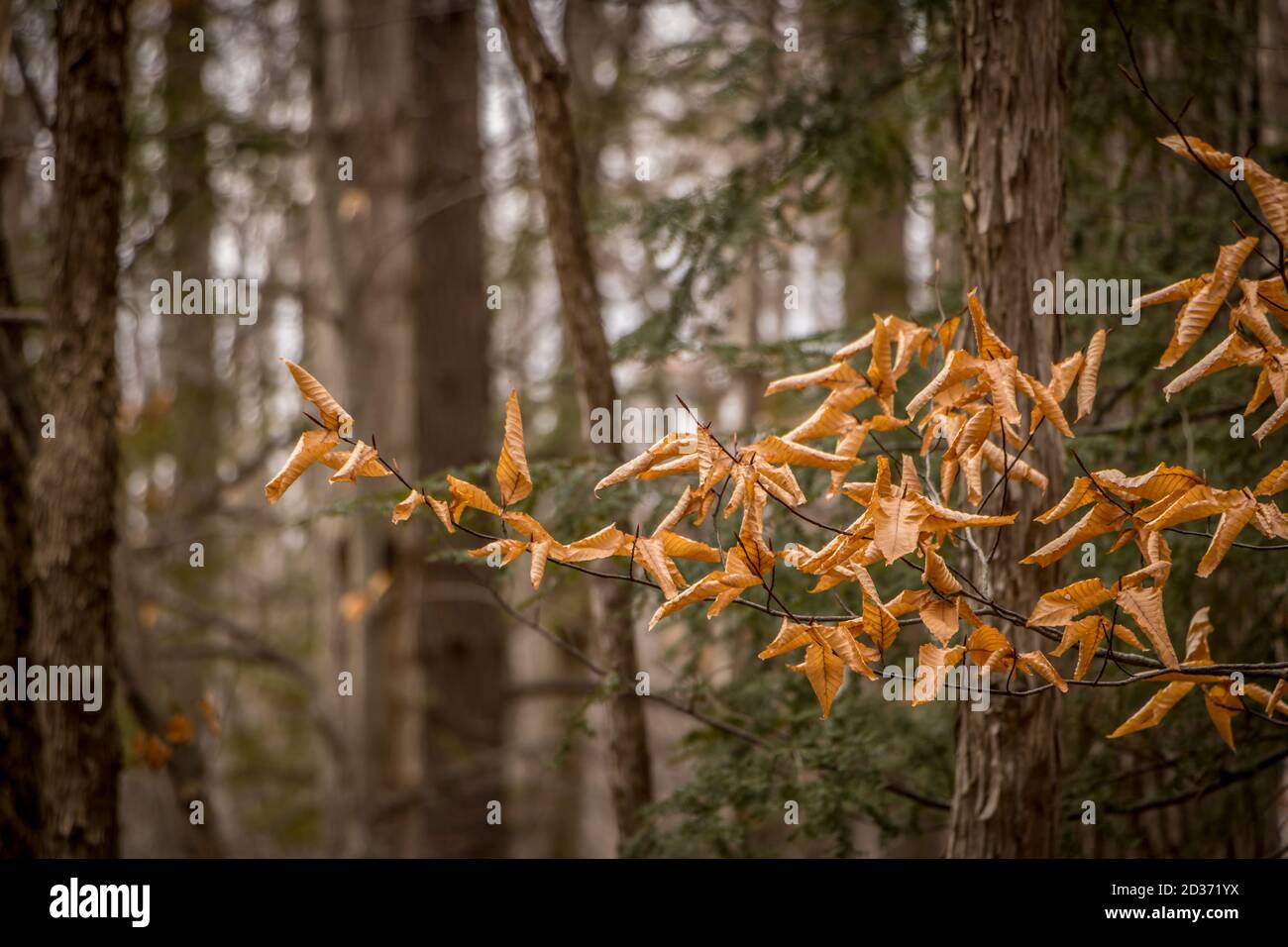 Poplar Leaves Surviving the Winter Stock Photo
