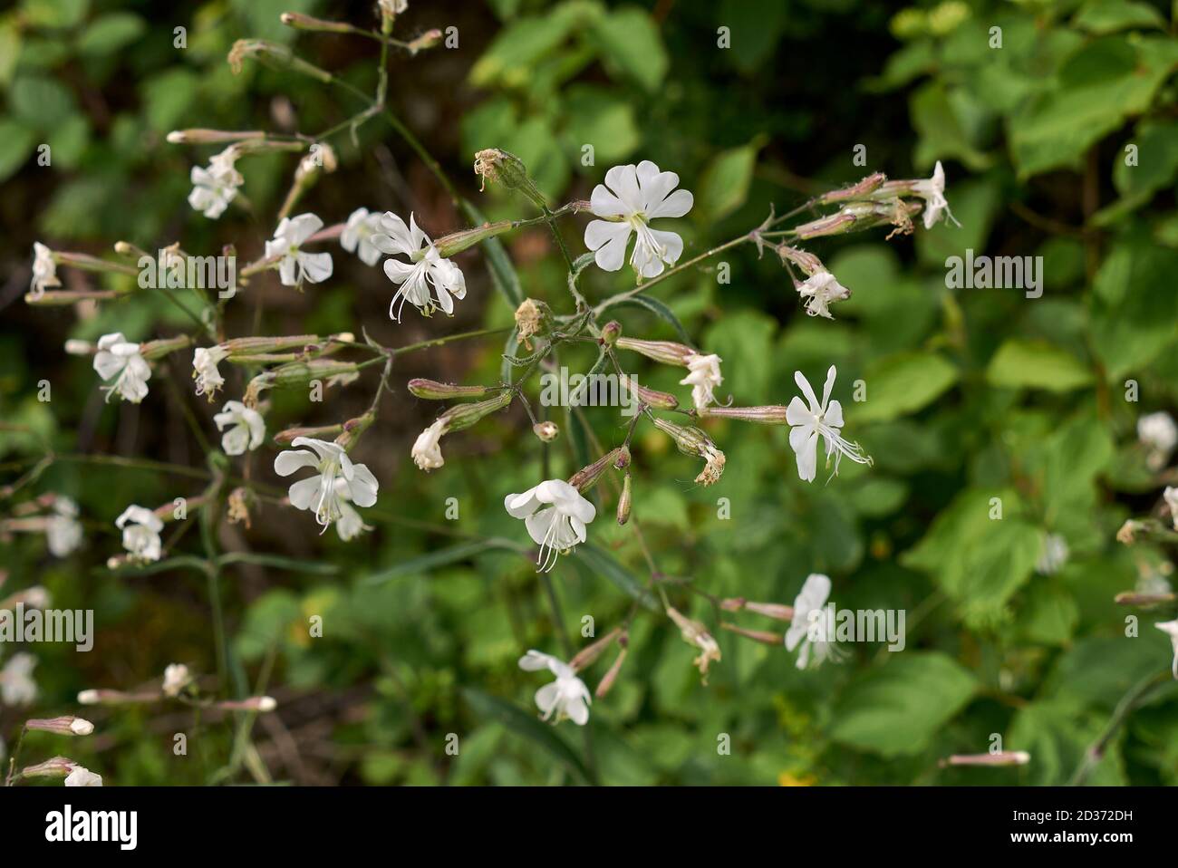 Silene italica plants in bloom Stock Photo