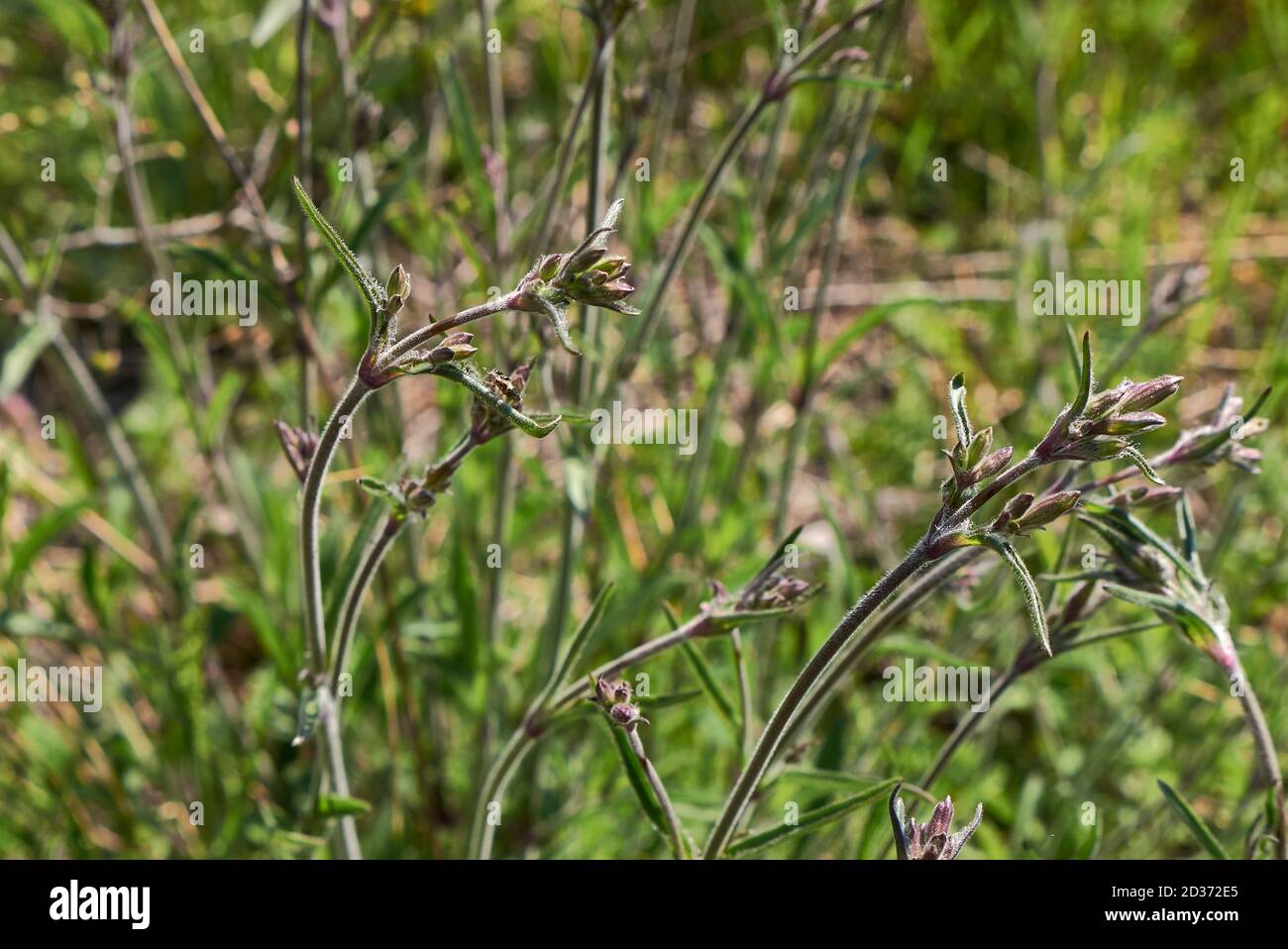 Silene italica plants in bloom Stock Photo