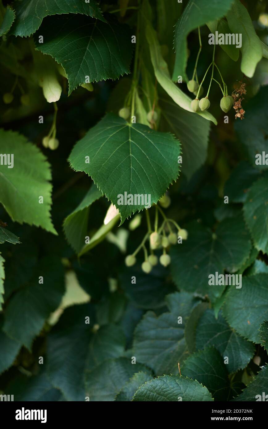Botany tilia hi-res stock photography and images - Alamy
